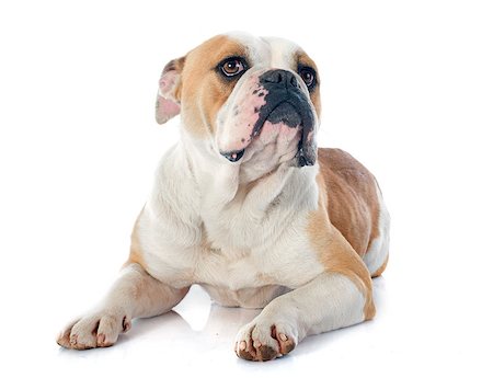 simsearch:400-07480638,k - portrait of a purebred english bulldog in front of white background Photographie de stock - Aubaine LD & Abonnement, Code: 400-07472711