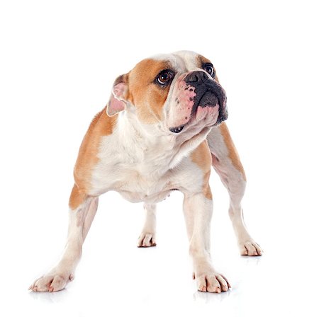 simsearch:400-07480637,k - portrait of a purebred english bulldog in front of white background Photographie de stock - Aubaine LD & Abonnement, Code: 400-07472713