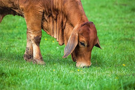 American Brahman Cow Cattle Grazing on Grass on the Farm Closeup Foto de stock - Super Valor sin royalties y Suscripción, Código: 400-07472761