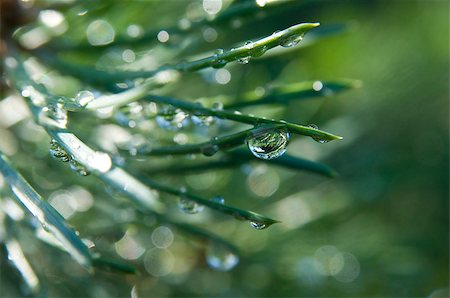 Water tears on the pine needles glint in the sun. It is morning. Foto de stock - Super Valor sin royalties y Suscripción, Código: 400-07473099