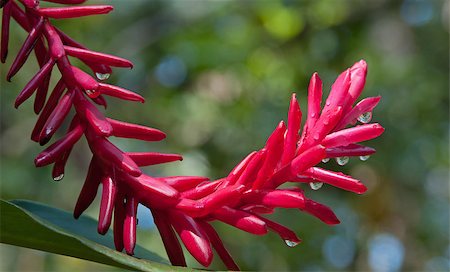 This is a close-up of Red Ginger flower. There are many water drops on the flower. Stock Photo - Budget Royalty-Free & Subscription, Code: 400-07473100