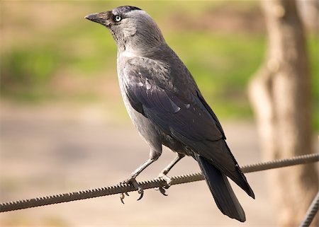 young crow sits on a wire in the foreground Photographie de stock - Aubaine LD & Abonnement, Code: 400-07473101