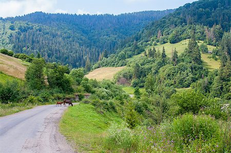 simsearch:400-06925691,k - Landscape with forest mountains, Ukraine Karpathian Foto de stock - Super Valor sin royalties y Suscripción, Código: 400-07473137
