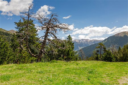 Dry tree creates charming mountains view at the Pyrenees in Andorra Stock Photo - Budget Royalty-Free & Subscription, Code: 400-07473157