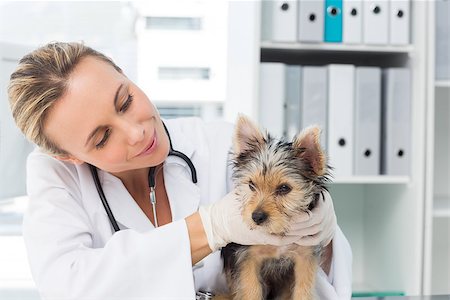 simsearch:400-07473608,k - Confident female vet examining puppy in clinic Foto de stock - Super Valor sin royalties y Suscripción, Código: 400-07473564