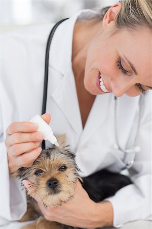 simsearch:400-07473619,k - Cute puppy receiving ear treatment from female veterinarian Foto de stock - Royalty-Free Super Valor e Assinatura, Número: 400-07473569