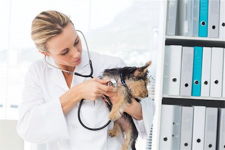 simsearch:400-07473619,k - Female veterinarian examining dog with stethoscope in clinic Foto de stock - Royalty-Free Super Valor e Assinatura, Número: 400-07473560