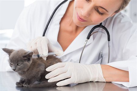 simsearch:400-07473619,k - Attractive female vet injecting a kitten in clinic Foto de stock - Royalty-Free Super Valor e Assinatura, Número: 400-07473589