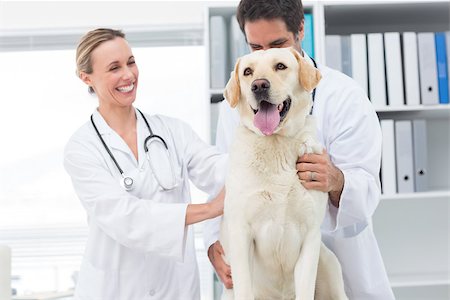 simsearch:400-07473619,k - Happy veterinarians examining dog in clinic Foto de stock - Royalty-Free Super Valor e Assinatura, Número: 400-07473616