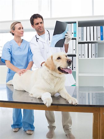 simsearch:400-07473608,k - Male veterinarian with colleague discussing Xray of dog in hospital Foto de stock - Super Valor sin royalties y Suscripción, Código: 400-07473626