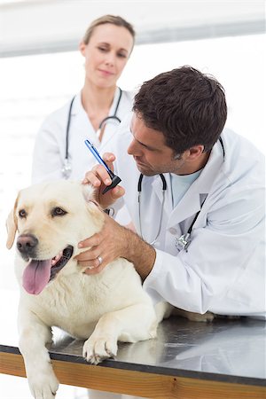 doctor checking ear - Male veterinarian with colleague checking ear of dog in hospital Stock Photo - Budget Royalty-Free & Subscription, Code: 400-07473622