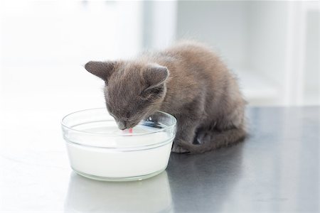 Cute kitten drinking milk from bowl on table Stock Photo - Budget Royalty-Free & Subscription, Code: 400-07473638