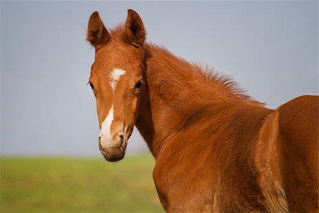 Little cute foal on spring motion Stock Photo - Budget Royalty-Free & Subscription, Code: 400-07484964