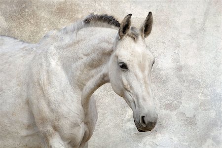 simsearch:614-00602804,k - Portrait of beautiful white horse against the wall Photographie de stock - Aubaine LD & Abonnement, Code: 400-07484965