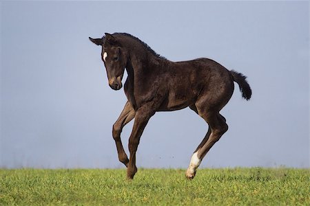 puledro - Running black foal in spring field Fotografie stock - Microstock e Abbonamento, Codice: 400-07484966