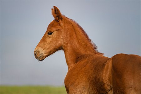 Little cute foal on spring motion Stock Photo - Budget Royalty-Free & Subscription, Code: 400-07484963