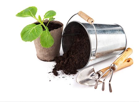 simsearch:400-04785692,k - Seedlings cabbage with bucket soil and garden tools. Isolated on white background Fotografie stock - Microstock e Abbonamento, Codice: 400-07485255