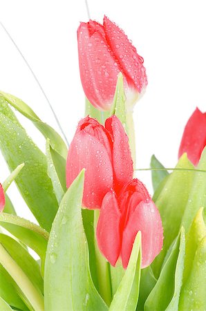 simsearch:400-08011307,k - Arrangement of Beauty Spring Tulips between Green Leafs isolated on white background Stock Photo - Budget Royalty-Free & Subscription, Code: 400-07485283