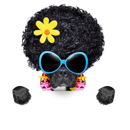 hippie dog of the seventies with big afro wig  a yellow flower behind blank banner Stock Photo - Budget Royalty-Free & Subscription, Code: 400-07485356