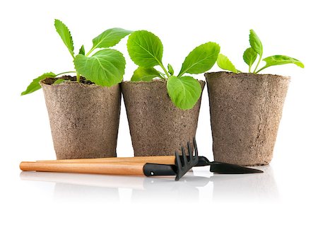 simsearch:400-04785692,k - Seedlings cabbage in pot with garden tools. Isolated on white background Fotografie stock - Microstock e Abbonamento, Codice: 400-07485398