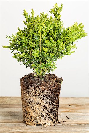young plant of boxwood bush with exposed root ready for planting Stock Photo - Budget Royalty-Free & Subscription, Code: 400-07485410