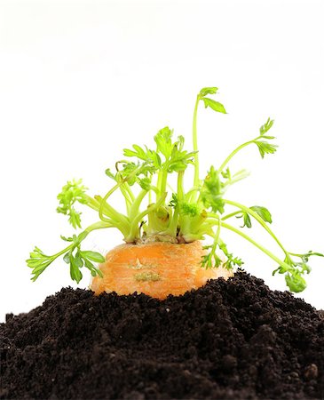 simsearch:400-05876466,k - Organic carrots growing out of the ground - fresh, natural food Stockbilder - Microstock & Abonnement, Bildnummer: 400-07485423