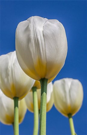 simsearch:400-07485765,k - White tulips against a blue sky at the tulip festival in noordoostpolder Stock Photo - Budget Royalty-Free & Subscription, Code: 400-07485764