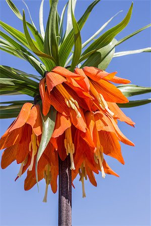 simsearch:400-07485765,k - Orange crown imperial against a blue sky Stock Photo - Budget Royalty-Free & Subscription, Code: 400-07485766