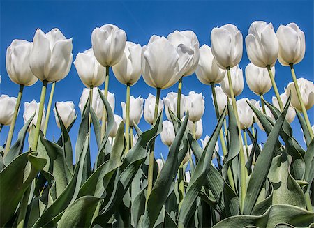 simsearch:400-07485765,k - Group of white tulips against a blue sky at the tulip festival in noordoostpolder Stock Photo - Budget Royalty-Free & Subscription, Code: 400-07485767