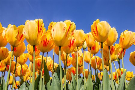 simsearch:400-07485765,k - Red and yellow tulips against a blue sky at the tulip festival in noordoostpolder Stock Photo - Budget Royalty-Free & Subscription, Code: 400-07485769