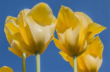 simsearch:400-07485765,k - Yellow tulips against a blue sky at the tulip festival in noordoostpolder Stock Photo - Budget Royalty-Free & Subscription, Code: 400-07485762