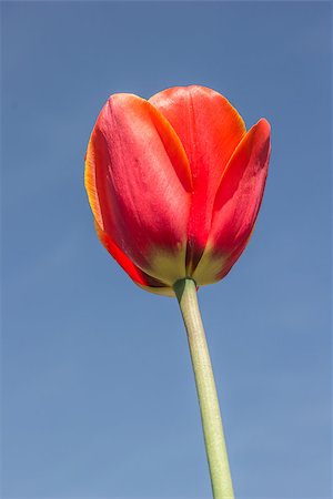 simsearch:400-07485765,k - Single red tulip against a blue sky at the tulip festival in noordoostpolder Stock Photo - Budget Royalty-Free & Subscription, Code: 400-07485763