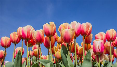 simsearch:400-07485765,k - Pink and yellow tulips against a blue sky at the tulip festival in noordoostpolder Stock Photo - Budget Royalty-Free & Subscription, Code: 400-07485770