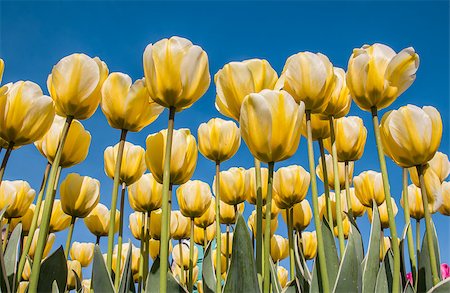 simsearch:400-07485765,k - White and yellow tulips against a blue sky at the tulip festival in noordoostpolder Stock Photo - Budget Royalty-Free & Subscription, Code: 400-07485771