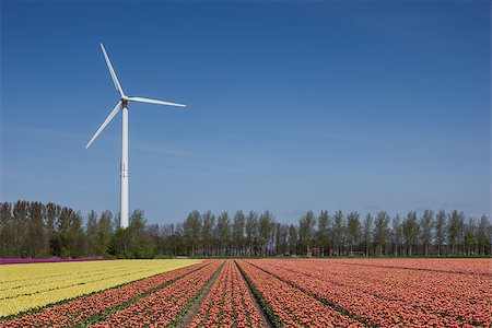 simsearch:400-07485765,k - Field of yellow and  pink tulips and wind turbine Stock Photo - Budget Royalty-Free & Subscription, Code: 400-07485864