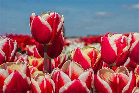 simsearch:400-07485765,k - Field of red white tulips with one standing out Stock Photo - Budget Royalty-Free & Subscription, Code: 400-07485869