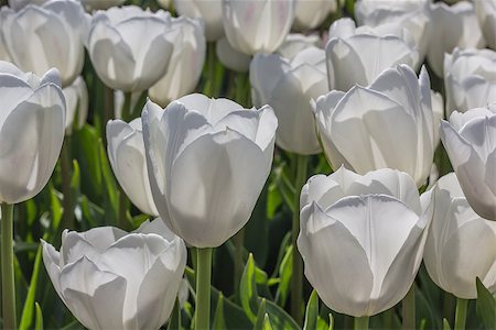 simsearch:400-07485765,k - Group of white tulips at the tulip festival in noordoostpolder Stock Photo - Budget Royalty-Free & Subscription, Code: 400-07485870