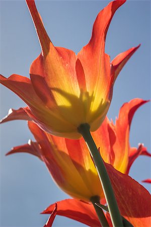 simsearch:400-07485765,k - Orange and yellow lily flowered tulip at the tulip festival in noordoostpolder Stock Photo - Budget Royalty-Free & Subscription, Code: 400-07485871