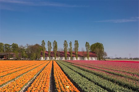 simsearch:400-07485765,k - Orange and pink tulip field and a farm in the Netherlands Stock Photo - Budget Royalty-Free & Subscription, Code: 400-07485872