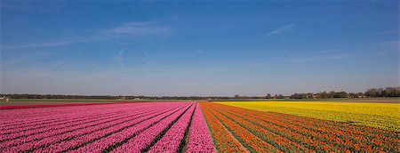 polder - Panorama of a field of tulips in pink, orange and yellow in the Netherlands Stock Photo - Budget Royalty-Free & Subscription, Code: 400-07485873