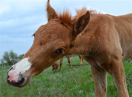 simsearch:400-07484967,k - foal horse animal mammal nature Stock Photo - Budget Royalty-Free & Subscription, Code: 400-07486095