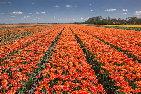 simsearch:400-07485765,k - Field of orange and yellow tulips in Holland Stock Photo - Budget Royalty-Free & Subscription, Code: 400-07486644