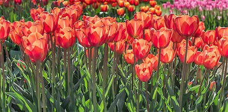 photo beautiful flower gardens dutch - Group of orange red tulips in Holland Stock Photo - Budget Royalty-Free & Subscription, Code: 400-07486646