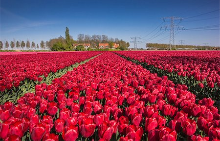 simsearch:400-07485765,k - Field of red tulips and a house in Holland Stock Photo - Budget Royalty-Free & Subscription, Code: 400-07486648