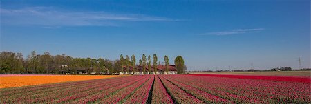 simsearch:400-07485765,k - Panorama of a field of  pink, red and yellow  tulips and farm in Holland Stock Photo - Budget Royalty-Free & Subscription, Code: 400-07486649