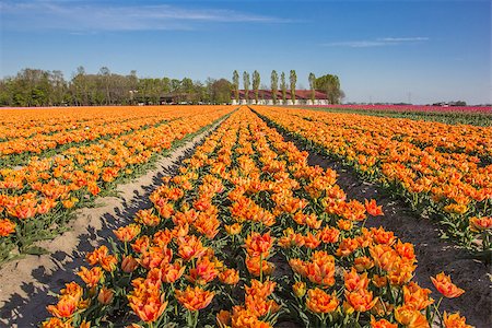 simsearch:400-07485765,k - Field of  yellow tulips and a farm in Holland Stock Photo - Budget Royalty-Free & Subscription, Code: 400-07486650