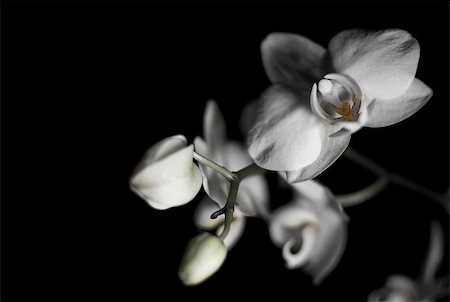 A White Orchid against a black background Photographie de stock - Aubaine LD & Abonnement, Code: 400-07486725