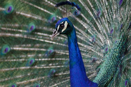 Close-up of a peacock with its feathers blurred in the background Stock Photo - Budget Royalty-Free & Subscription, Code: 400-07486730