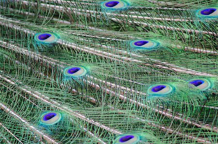 A full frame of peacock feathers. Stock Photo - Budget Royalty-Free & Subscription, Code: 400-07486731