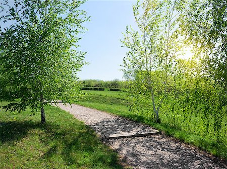 simsearch:400-06867510,k - Asphalted footpath and birches at the sunrise Stock Photo - Budget Royalty-Free & Subscription, Code: 400-07486782